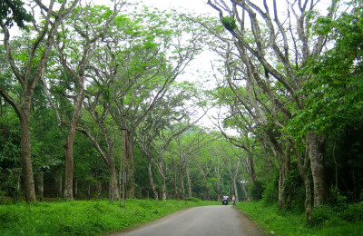 Cuc Phuong park Ninh Binh