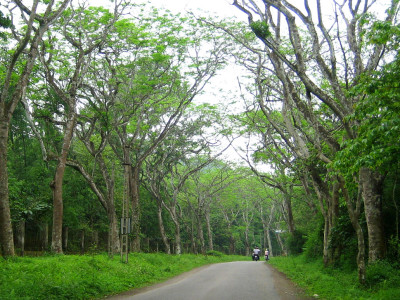 Cuc Phuong park Ninh Binh