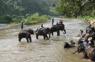 Elephant camp in Luang Prabang