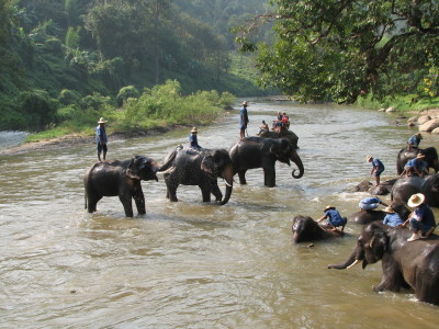 Elephant camp in Luang Prabang