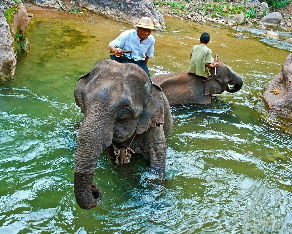 Kalaw Elephant Camp and Replantation with lunch