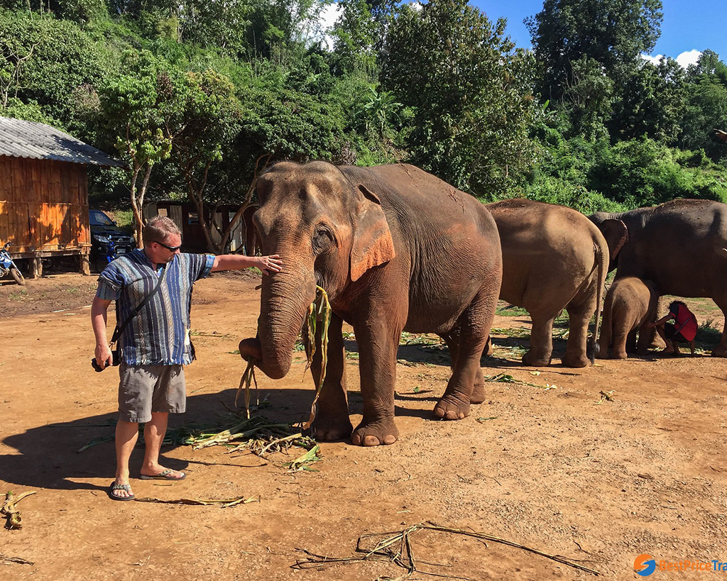 ChangChill Elephant Observation Half day